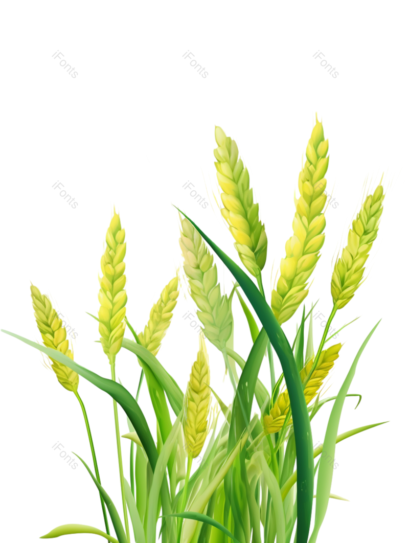 芒种图片,元素元素,卡通PNG,麦子免抠素材